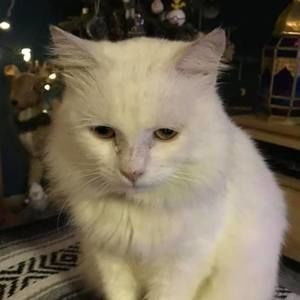 Meet your Posher, Genia